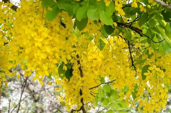 决明子瘘是泰国的植物 其花是泰国的国花 — 图库照片