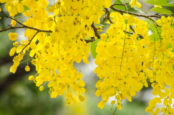Cassia Συρίγγιο Είναι Φυτό Της Ταϊλάνδης Και Λουλούδι Είναι Εθνικό — Φωτογραφία Αρχείου