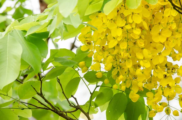 Cassia Fistula Plant Van Thailand Bloem Thailand Nationale Bloem — Stockfoto