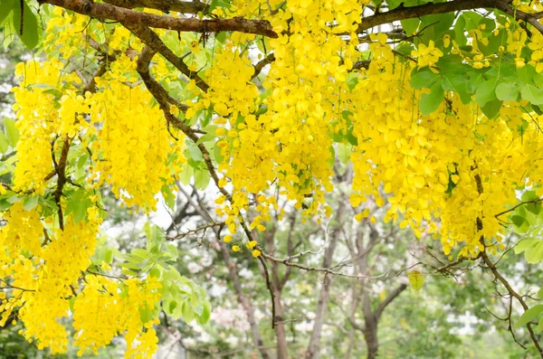 决明子瘘是泰国的植物 其花是泰国的国花 — 图库照片