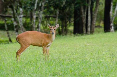 Kırmızı Muntjac Çin, Laos, Myanmar, Tayland ve Vietnam bir türüdür.