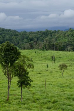 Orman ve mavi gökyüzü arka plan ve plantiful var