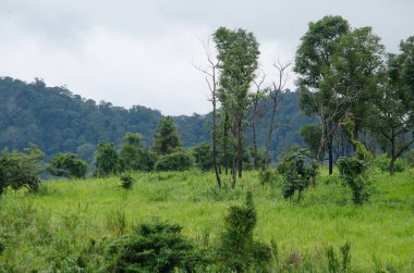 Orman ve mavi gökyüzü arka plan ve plantiful var
