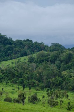 Orman ve mavi gökyüzü arka plan ve plantiful var