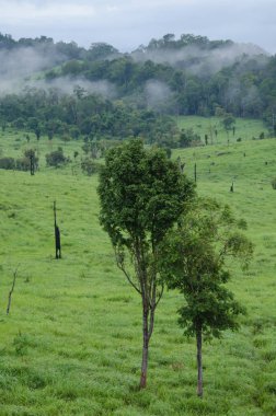 Tayland 'da orman