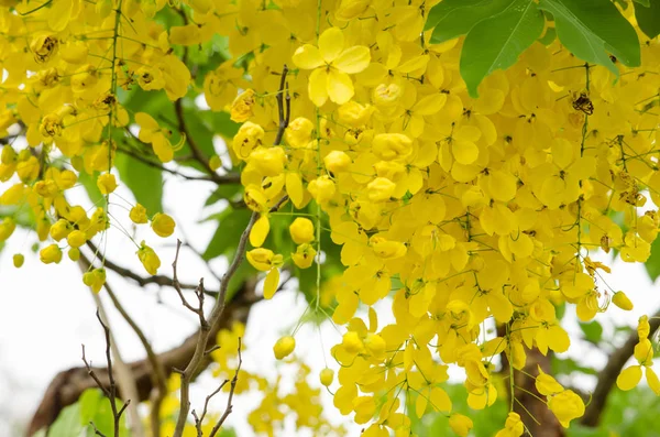 Gouden douche bloem — Stockfoto