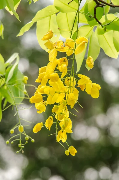 Golden shower flower — Stock Photo, Image