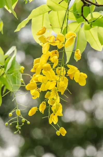 Gouden douche bloem — Stockfoto