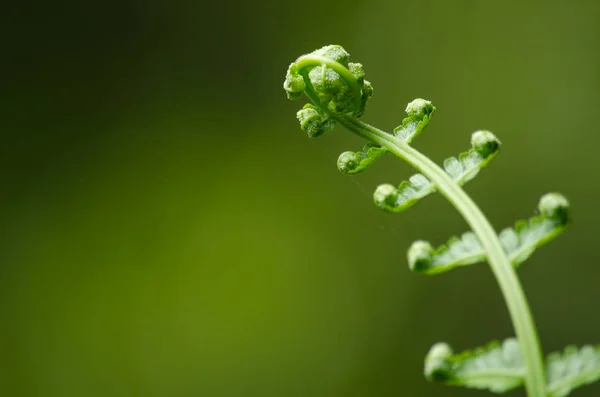 Flora vive en el bosque — Foto de Stock