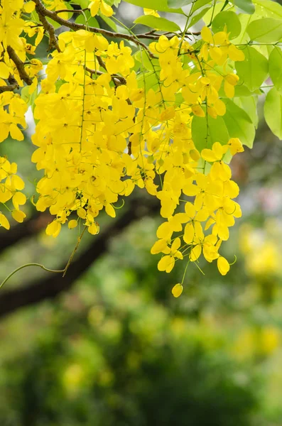 Gouden douche bloem — Stockfoto