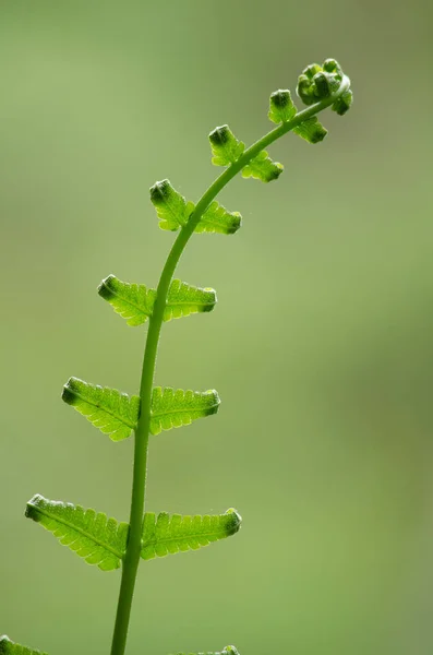 Flora lebt im Wald — Stockfoto