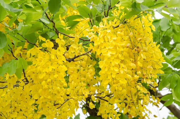 Cassia Συρίγγιο Είναι Φυτό Της Ταϊλάνδης Και Λουλούδι Είναι Εθνικό — Φωτογραφία Αρχείου