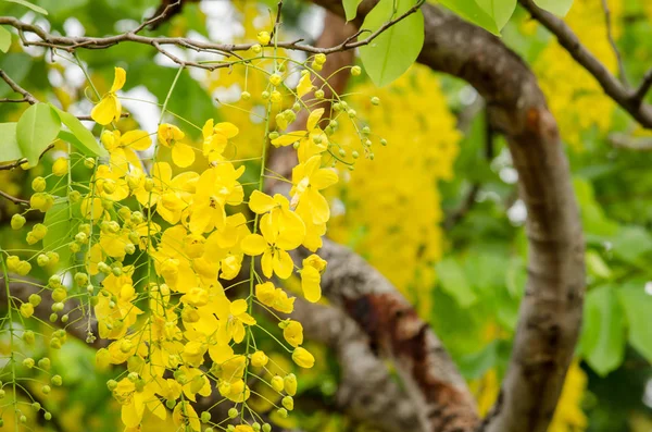 Cassia Fistula Plant Van Thailand Bloem Thailand Nationale Bloem — Stockfoto