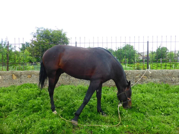 Cavalo Pastando Prado Perto Casa — Fotografia de Stock