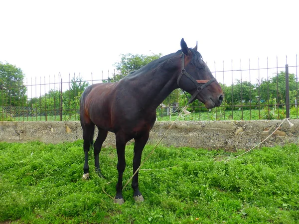 Caballo Pastando Prado Cerca Casa — Foto de Stock