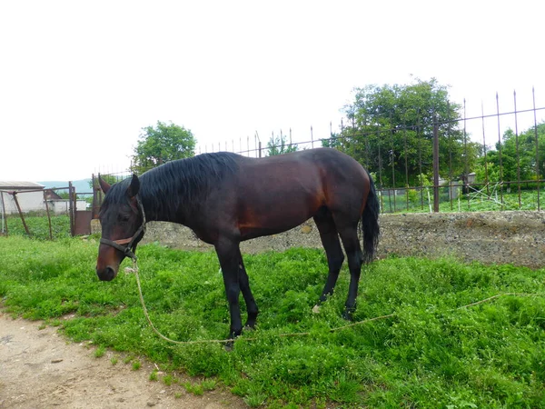 Caballo Pastando Prado Cerca Casa — Foto de Stock