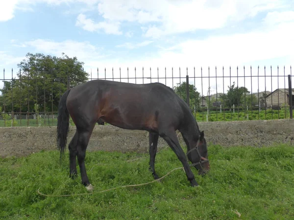 Paard Grazen Een Weiland Buurt Van Het Huis — Stockfoto