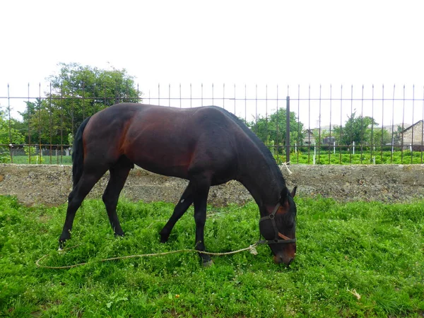 Caballo Pastando Prado Cerca Casa — Foto de Stock