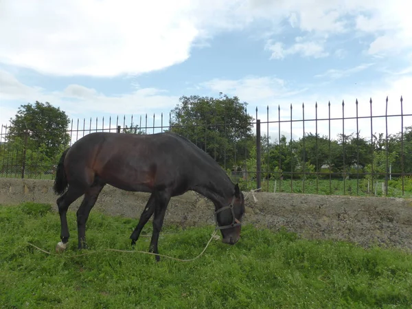 Pferd Weidet Auf Einer Weide Der Nähe Des Hauses — Stockfoto