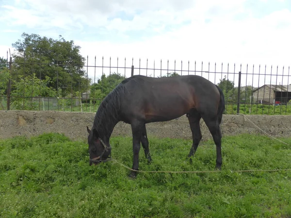 Caballo Pastando Prado Cerca Casa — Foto de Stock