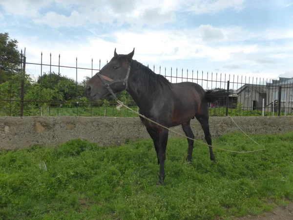 Pferd Weidet Auf Einer Weide Der Nähe Des Hauses — Stockfoto