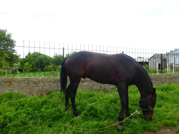 Caballo Pastando Prado Cerca Casa — Foto de Stock