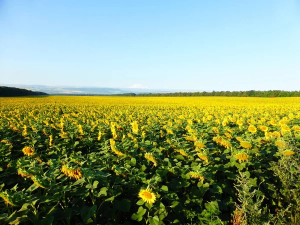 Ein Feld Von Sonnenblumen Breitet Sich Weit Unter Einem Blauen — Stockfoto