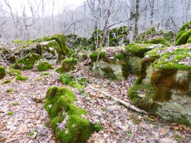 Sonbahar ormanında yosun kaplı taşlar.
