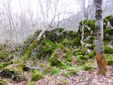 Sonbahar ormanında yosun kaplı taşlar.