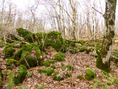 Sonbahar ormanında yosun kaplı taşlar..