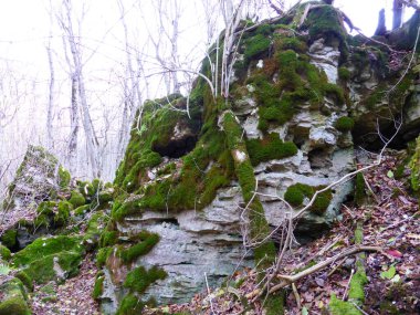 Sonbahar ormanında yosun kaplı taşlar..