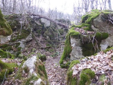 Sonbahar ormanında yosun kaplı taşlar..