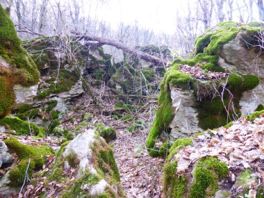 Sonbahar ormanında yosun kaplı taşlar..