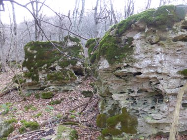 Sonbahar ormanında yosun kaplı taşlar..