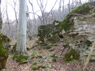 Sonbahar ormanında yosun kaplı taşlar..