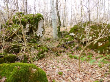 Sonbahar ormanında yosun kaplı taşlar..