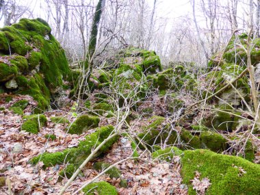 Sonbahar ormanında yosun kaplı taşlar..