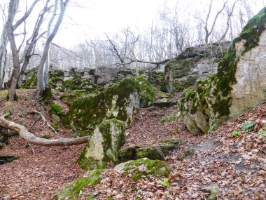 Sonbahar ormanında yosun kaplı taşlar..
