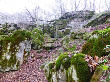 Sonbahar ormanında yosun kaplı taşlar..