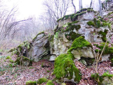 Sonbahar ormanında yosun kaplı taşlar..