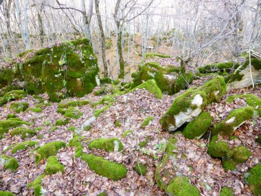 Sonbahar ormanında yosun kaplı taşlar..