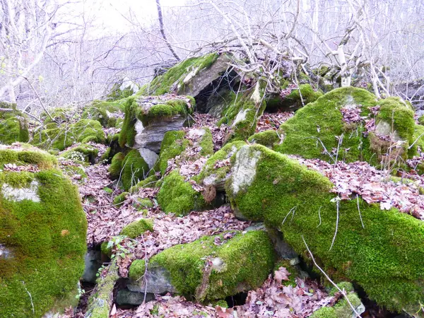 Piedras Cubiertas Musgo Bosque Otoñal — Foto de Stock