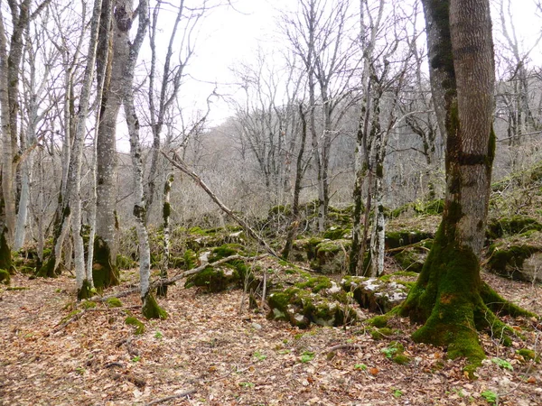 秋の森の苔で覆われた石 — ストック写真