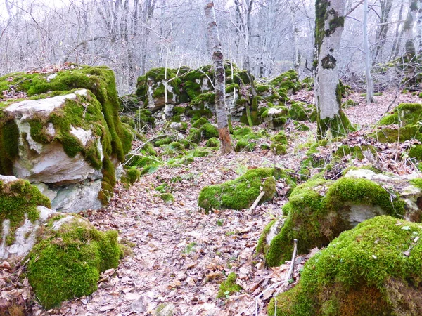 Stones Covered Moss Autumn Forest — Stock Photo, Image