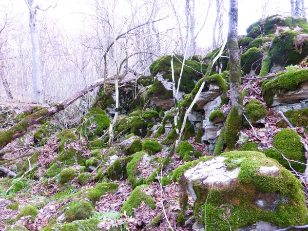 Mit Moos Bewachsene Steine Herbstwald — Stockfoto