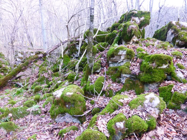 Mit Moos Bewachsene Steine Herbstwald — Stockfoto