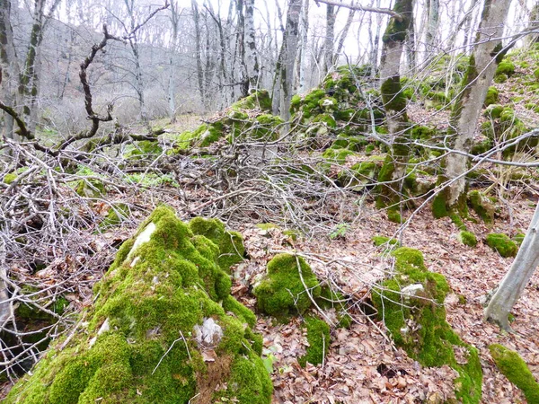 Stones Covered Moss Autumn Forest — Stock Photo, Image