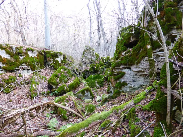 Mit Moos Bewachsene Steine Herbstwald — Stockfoto