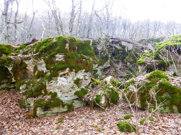 Mit Moos Bewachsene Steine Herbstwald — Stockfoto