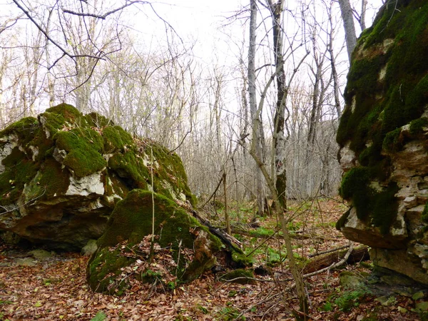 Mit Moos Bewachsene Steine Herbstwald — Stockfoto